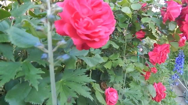 Цветение канадских роз в моём саду. смотреть онлайн