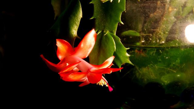 Cactus Flower - Post-Blooming Timelapse смотреть онлайн