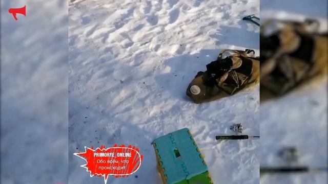 Собака загнала леопарда на дерево смотреть онлайн