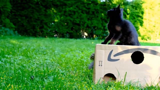 Игры котят. Смешные котята играют в саду. смотреть онлайн