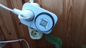 Как сохранить комнатные лимоны зимой. Подсветка, фитолампы.