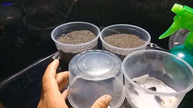 How to grow sapodilla tree from seed смотреть онлайн