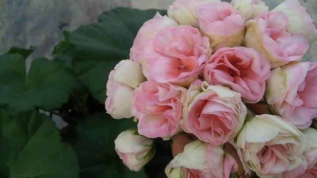 #31.Демонстрация сорта - новинки Jagershus Borre. смотреть онлайн