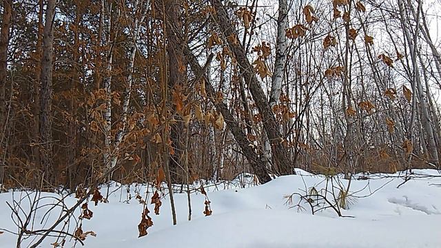 WILD EAST Adventure смотреть онлайн