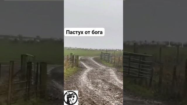 Пастух от бога) смотреть онлайн