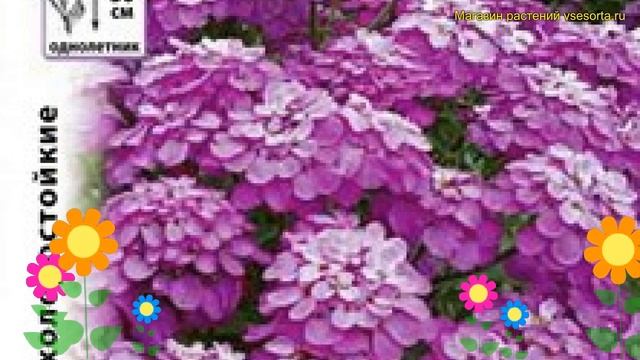 Иберис зонтичный. Краткий обзор, описание характеристик iberis umbellata Розовый сон смотреть онлайн