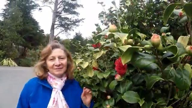 камелия цветёт смотреть онлайн