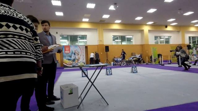 Снежные псы Сахалина 2018. Ринг маламутов смотреть онлайн