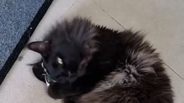 10 Different Types of Maine Coon Cat Colors смотреть онлайн