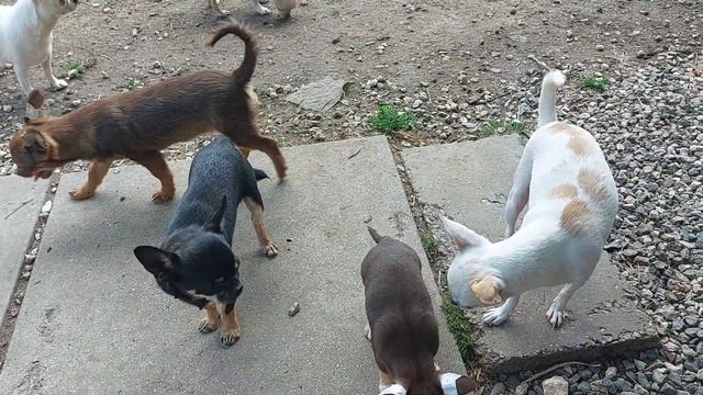 кто уехал ‼️ кто приехал ‼️ НОВОСТИ питомник чихуахуа Кастропуло, продажа,цены на щенков+7978745806 смотреть онлайн