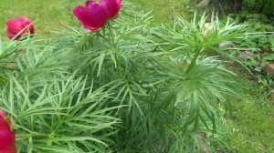 Пион Берге-   природный гибрид тонколистного и аномалы