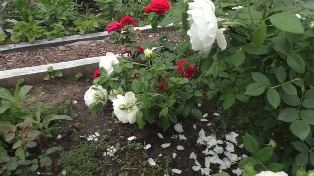 Английская кустовая роза Claire Austin (Клер Остин). Видео обзор сорта смотреть онлайн