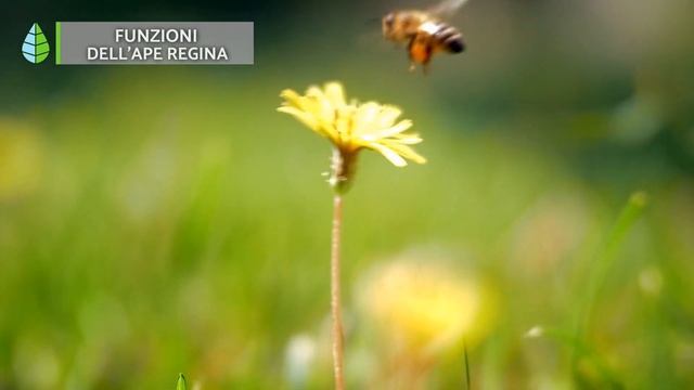 CICLO DI VITA delle API ? (Regine, Operaie e Fuchi) смотреть онлайн