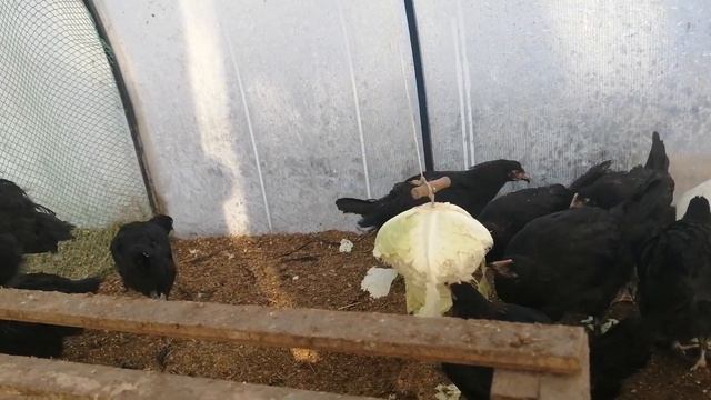 Маленькие курочки Черно Медного марана. смотреть онлайн