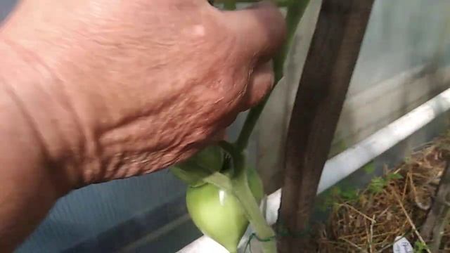 Томат Японка,обзор. смотреть онлайн