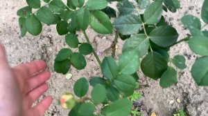 Розы в саду, какие розы цветут у меня в саду 16 - 17 августа 2021 г.