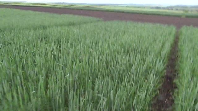 10.06.19 Яровая пшеница, сорт Тризо. Два срока сева, визуальный эффект. смотреть онлайн