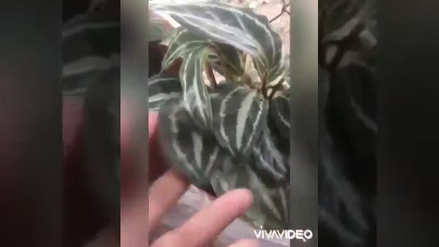 Calathea plants 🍃💚🧚🏻♀️ смотреть онлайн