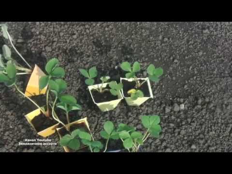 КАК ПОДГОТОВИТЬ ГРЯДКУ ПОД КЛУБНИКУ , КАК ВЫСАЖИВАТЬ ЗЕМЛЯНИКУ ИЗ КАССЕТЫ смотреть онлайн