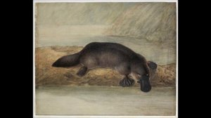 Голос Утконоса..wmv