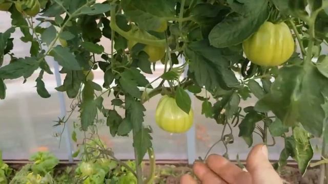 Мой день проходит не только на кухне. Зайцы поправляются.??❤ смотреть онлайн