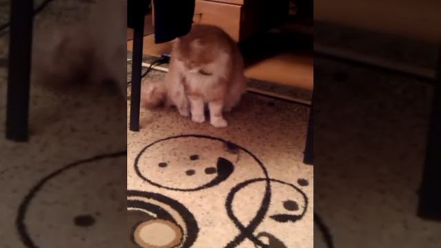 хвостик настоящий кот, играет с мышкой смотреть онлайн