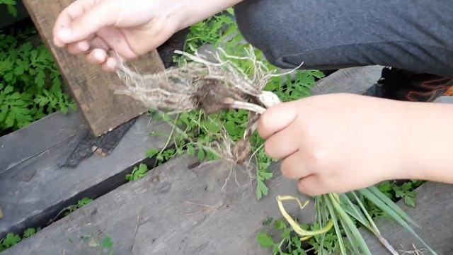 Изучаем корни. Этап 1 - сортировка смотреть онлайн