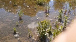 Первое КОРМЛЕНИЕ личинки карпа в ПРУДУ