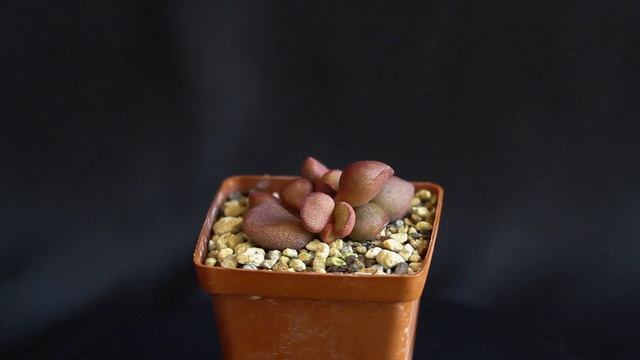 Adromischus marianae 'Little Spheroid' смотреть онлайн