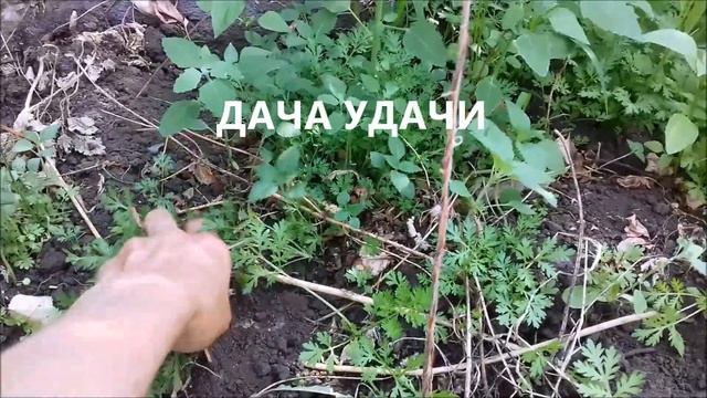 АМБРОЗИЯ! Какой вред может причинить сорняк с красивым названием? Рекомендую посмотреть. ДАЧА УДАЧИ смотреть онлайн