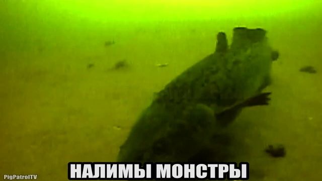 Рыбалка? - ШОК! НАЛИМЫ МОНСТРЫ НА КРАЮ СВАЛА. Подводная съемка смотреть онлайн