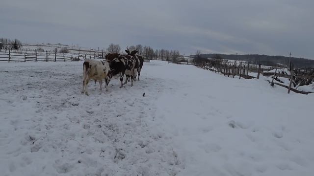 Попрыгайки на лужайке . И опять Гаврюша . смотреть онлайн