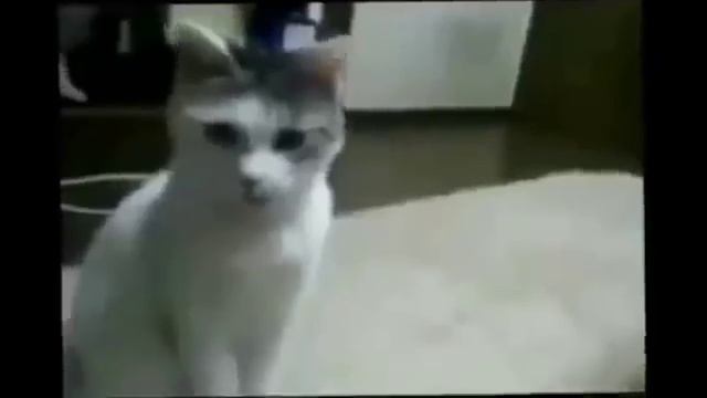 Чего боятся смешные кошки - смешное видео, приколы, смотреть онлайн смотреть онлайн