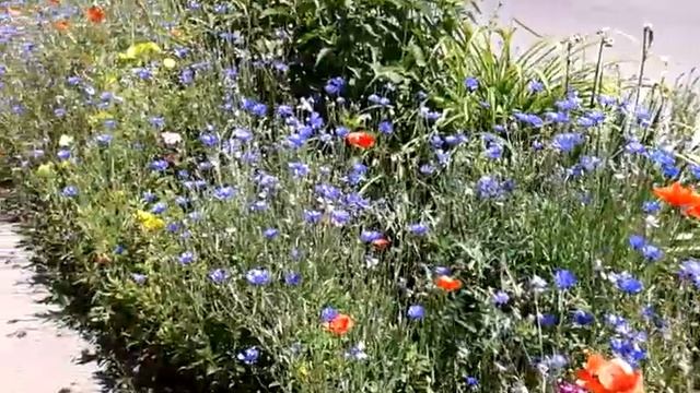 Красивые луговые цветы маки и васильки смотреть онлайн