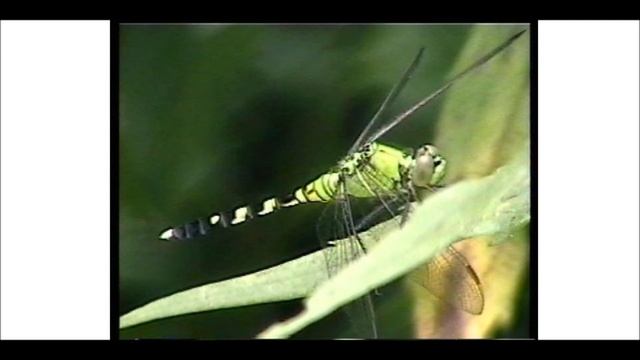 Ambient short. Irish tinwhistle w Zoom A3 rvb/delay. "Echo Through West Chester Hills." смотреть онлайн