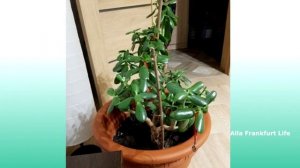 Гниют корни Толстянки, опадают листья/Как спасти Денежное дерево после перелива