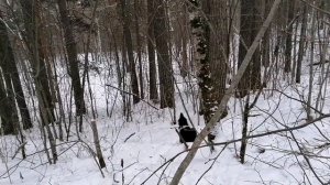 Охота на куницу с лайкой.