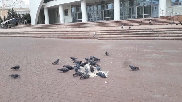 Голуби кушают смотреть онлайн
