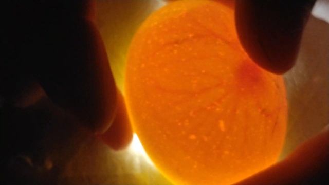 зарождение жизни , как выглядят яйца из инкубатор на просвет ) ! смотреть онлайн