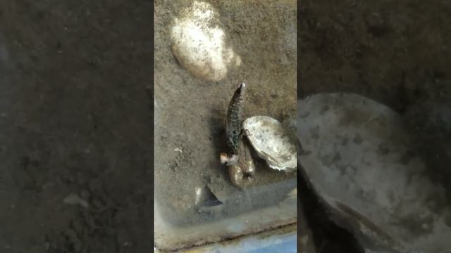 Личинка стрекозы против личинки бронзовки обыкновенной . смотреть онлайн