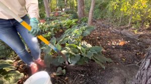 Planting PW At Last Rose, Dream Weaver Hosta & Japanese Holly Fern. Dividing and moving Hosta!