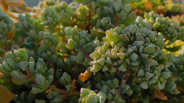Oscularia Deltoides | Cuidados Y Más
