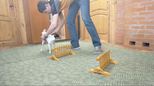 Репетиция в нашем цирке Yakubovskie.ru Dog-show CIRCUS