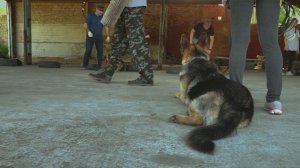 Немецкая овчарка. Тренировка собаки. Как тренировать немецкую овчарку.