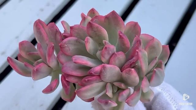Echeveria Minibelle Variegated
