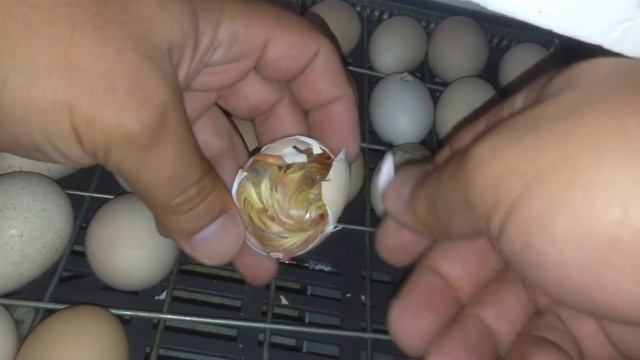 вылупление цыплят из инкубатора смотреть онлайн