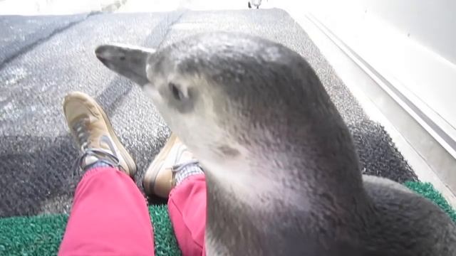 Baby penguin crawls over my lap смотреть онлайн