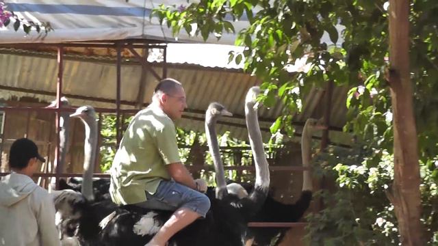 Родео на страусе (Далат, 07.11.2012) смотреть онлайн