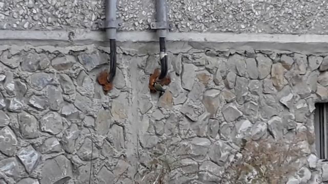 синица ест монтажную пену смотреть онлайн