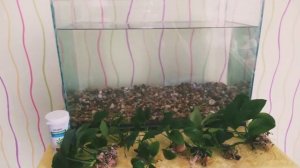 Подогнали аквариум. Черный жёсткий налёт на листьях.Налёт на аквариумных растениях#аквариумистика